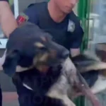 Одеські патрульні врятували собаку з вогнепальними пораненнями