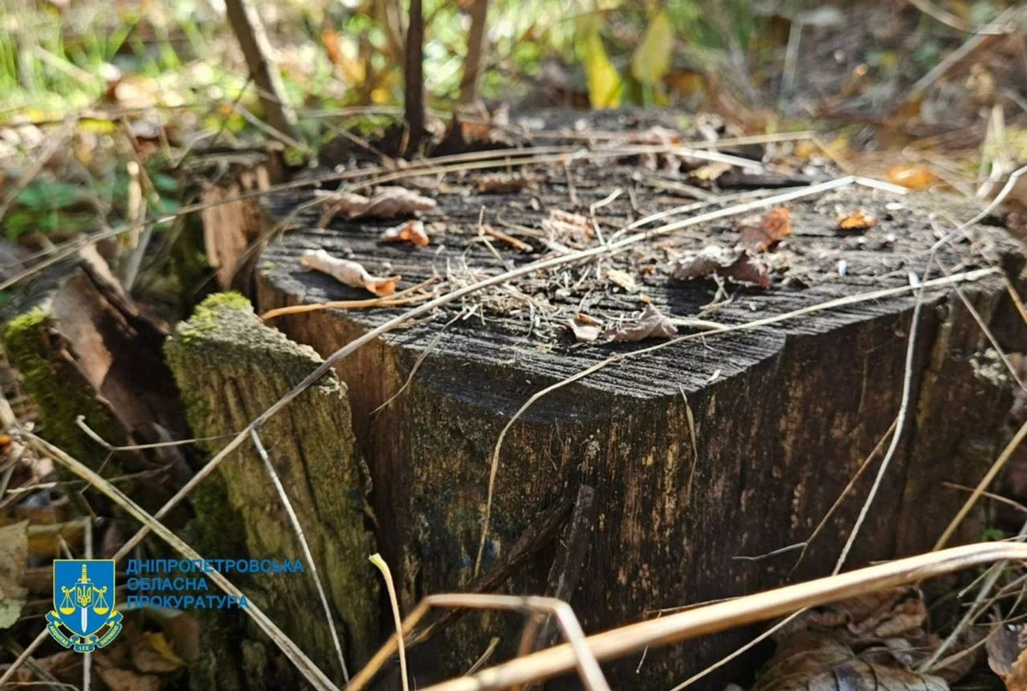 Українські Національні Новини (УНН)