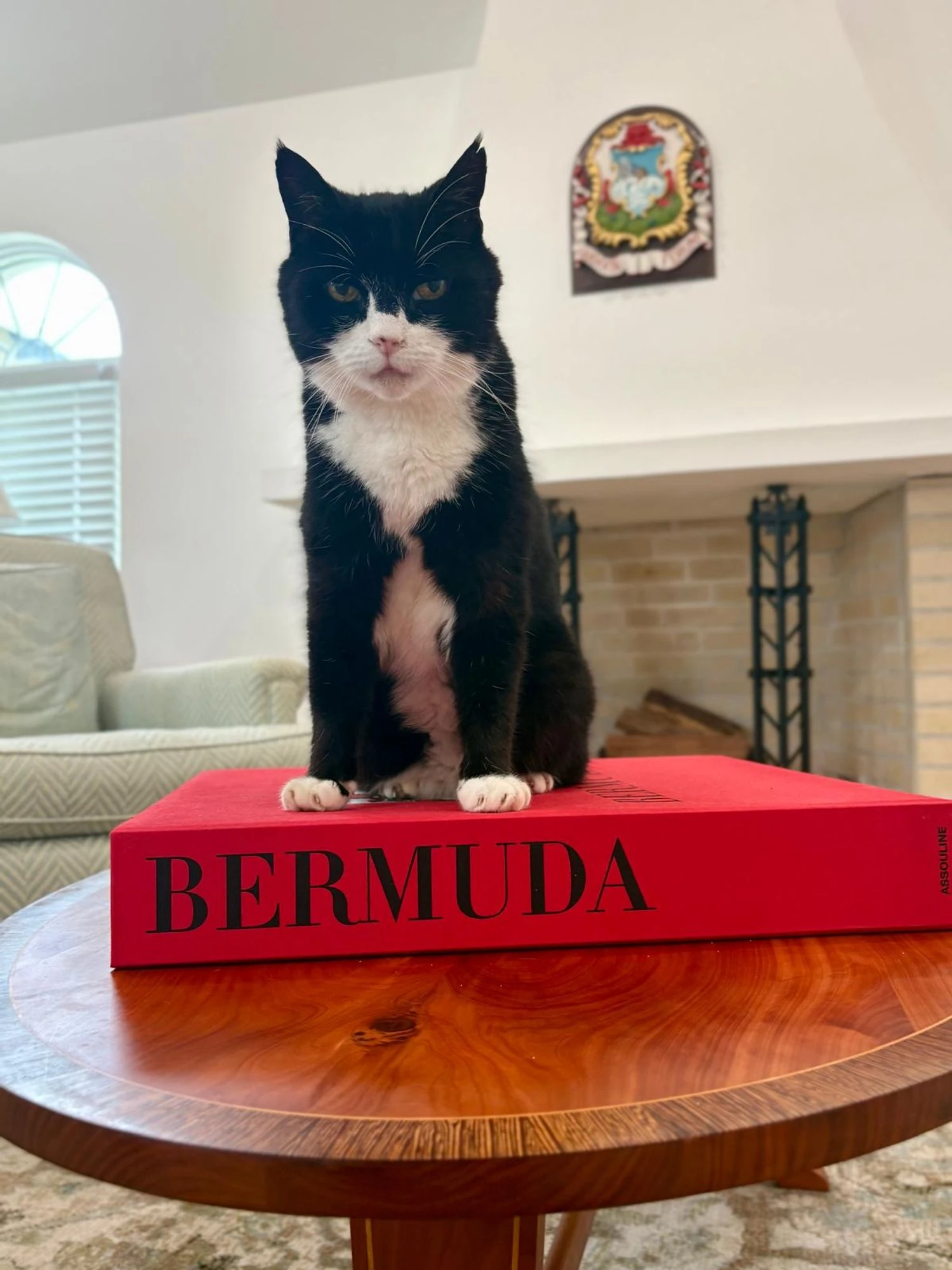 Кіт Палмерстон, колишній головний мишолов МЗС Британії, помер на Бермудських островах