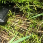 Застрелив двох людей та намагався втекти - у Києві затримали працівника СТО з Грузії